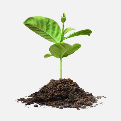 Come scegliere Sementi Vegetali