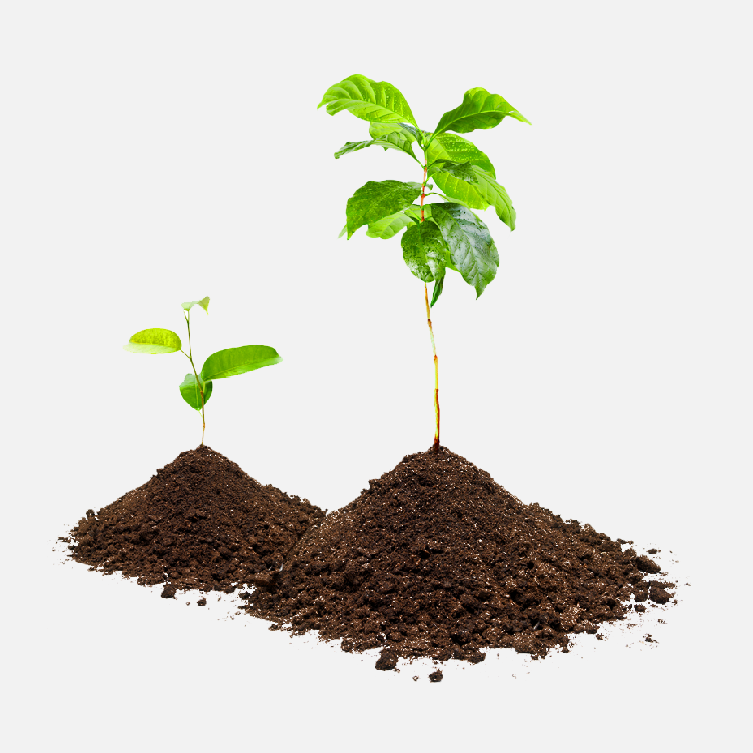 Come scegliere Sementi di piante e bulbi da giardino