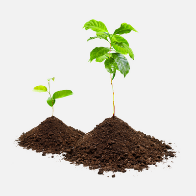 Come scegliere Sementi di piante e bulbi da giardino