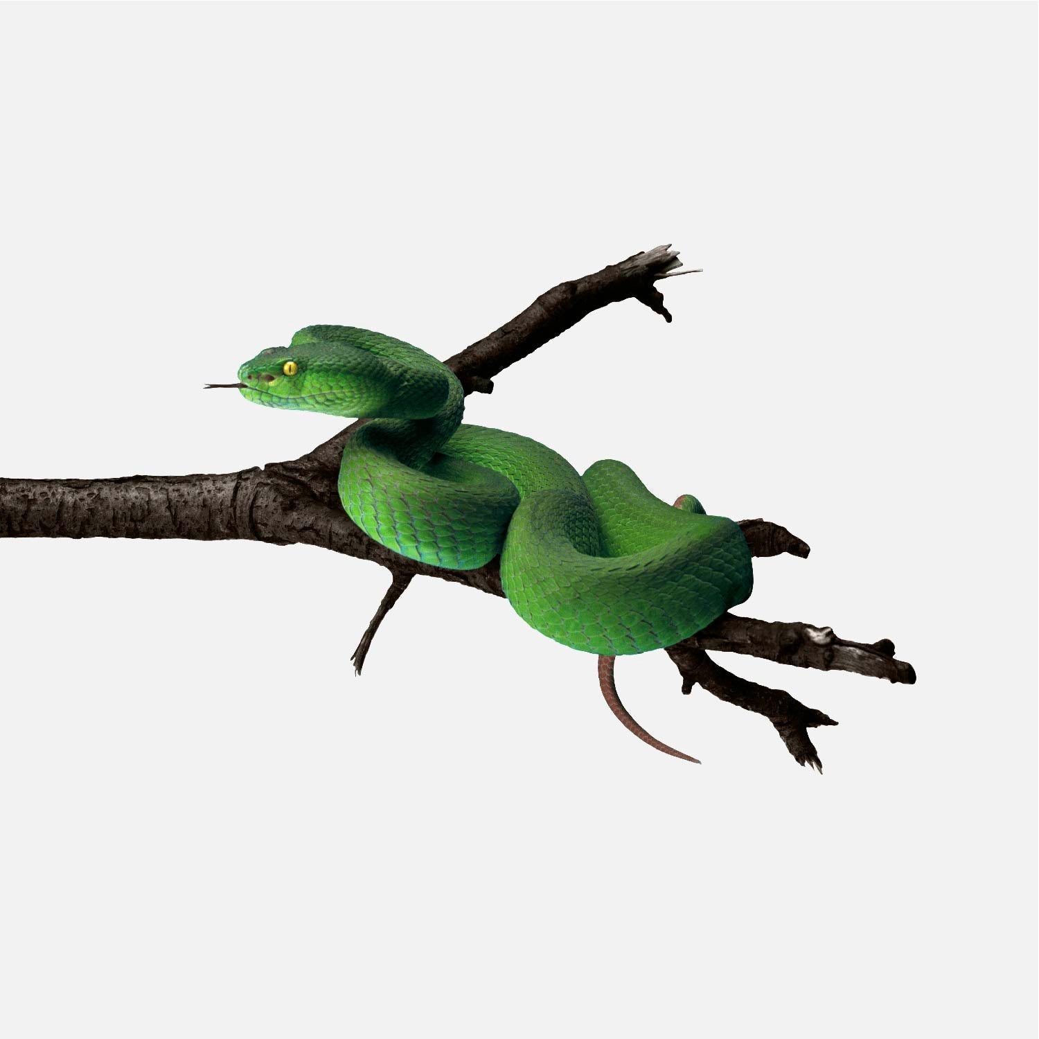 Come scegliere Prodotti per Rettili e anfibi