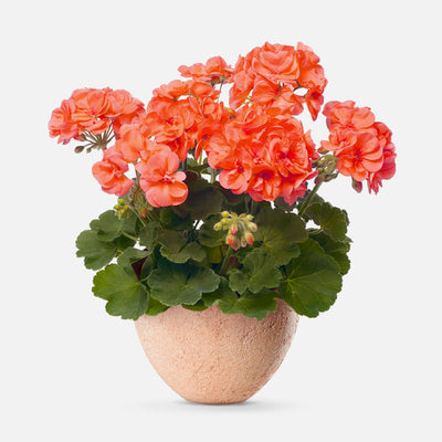 Come scegliere Piante da esterno e da giardino