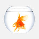 Acquari e bocce per pesci