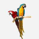 Uccelli