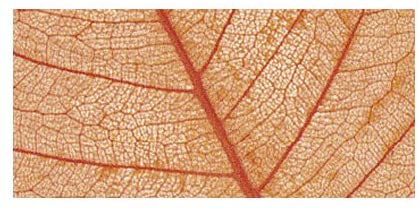 RAYHER - 8 PEZZI - SCHELETRO DI FOGLIA WILLOW 6-10CM - COLORE ARANCIONE