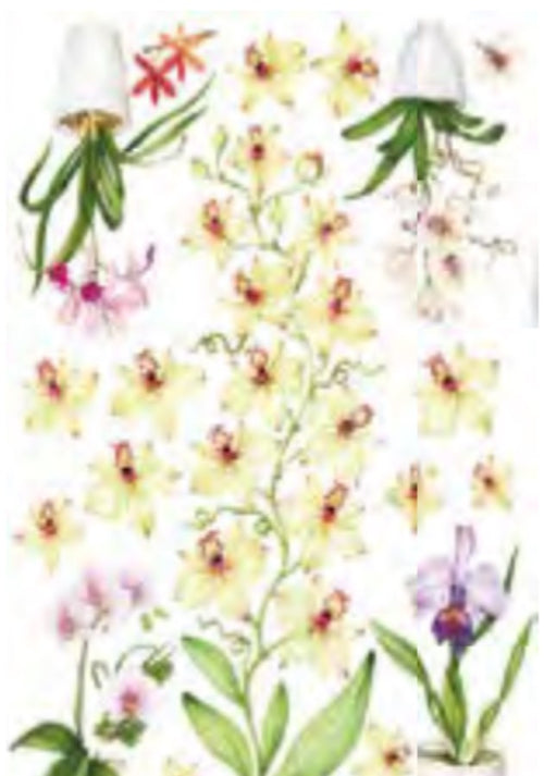 CALAMBOUR - FOGLIO DI CARTA DECOUPAGE DECO EASY DE 22