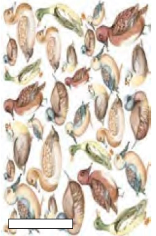 CALAMBOUR - CARTA DECOUPAGE - ANATRE ANTICHE CAL 118/F