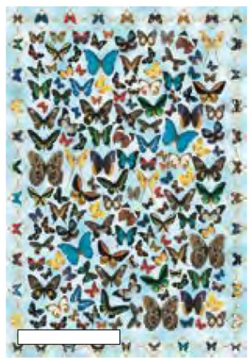 CALAMBOUR - CARTA DECOUPAGE CAL 58