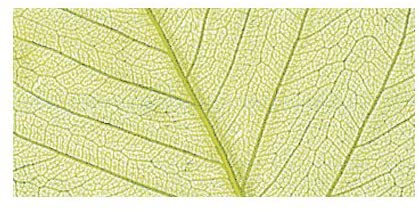 RAYHER - 8 PEZZI - SCHELETRO DI FOGLIA WILLOW 6-10CM - COLORE VERDE CHIARO