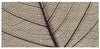RAYHER - 8 PEZZI - SCHELETRO DI FOGLIA WILLOW 6-10CM - COLORE MARRONE CHIARO