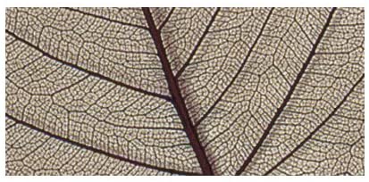 RAYHER - 8 PEZZI - SCHELETRO DI FOGLIA WILLOW 6-10CM - COLORE MARRONE CHIARO