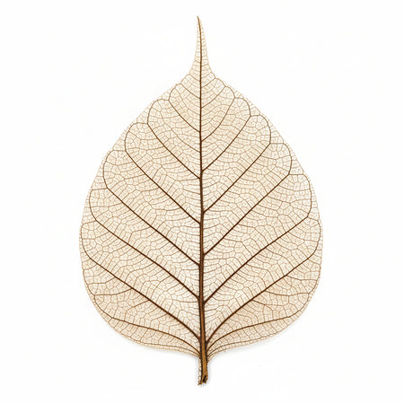 RAYHER - 8 PEZZI - SCHELETRO DI FOGLIA "WILLOW" 6-10CM - COLORE MARRONE CHIARO