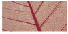 RAYHER - 8 PEZZI - SCHELETRO DI FOGLIA WILLOW 6-10CM - COLORE ROSSO