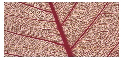 RAYHER - 8 PEZZI - SCHELETRO DI FOGLIA WILLOW 6-10CM - COLORE ROSSO