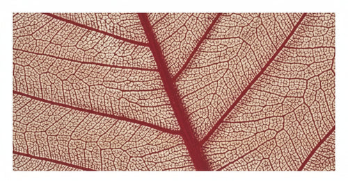 RAYHER - 8 PEZZI - SCHELETRO DI FOGLIA WILLOW 6-10CM - COLORE ROSSO