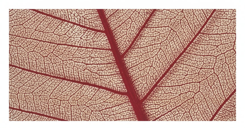 RAYHER - 8 PEZZI - SCHELETRO DI FOGLIA "WILLOW" 6-10CM - COLORE ROSSO