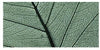 RAYHER - 8 PEZZI - SCHELETRO DI FOGLIA WILLOW 6-10CM - COLORE VERDE SCURO