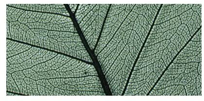 RAYHER - 8 PEZZI - SCHELETRO DI FOGLIA WILLOW 6-10CM - COLORE VERDE SCURO