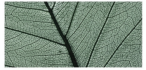 RAYHER - 8 PEZZI - SCHELETRO DI FOGLIA WILLOW 6-10CM - COLORE VERDE SCURO