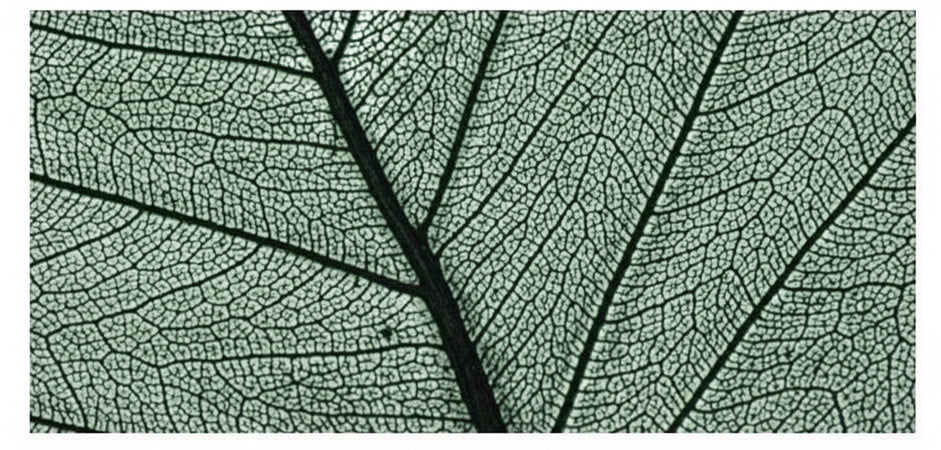 RAYHER - 8 PEZZI - SCHELETRO DI FOGLIA "WILLOW" 6-10CM - COLORE VERDE SCURO