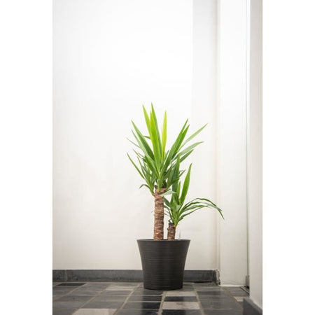 Vaso da fiori - GARDEN ID - Green Care Sense Nero-Antracite - 40 x 34 cm - Garanzia 10 anni - 100% riciclato - Resistente ai raggi UV e al gelo