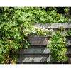 Giardiniera+gancio - GARDEN ID Star - Tortora 50 x 21 cm - Fissaggio facile - Riserva d'acqua - riciclato e riciclabile al 100%