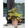 Vaso riserva acqua - GARDEN ID Glamour - Tortora 40 cm - Superficie granulosa - Interno/esterno - Design elegante - Contiene legno.