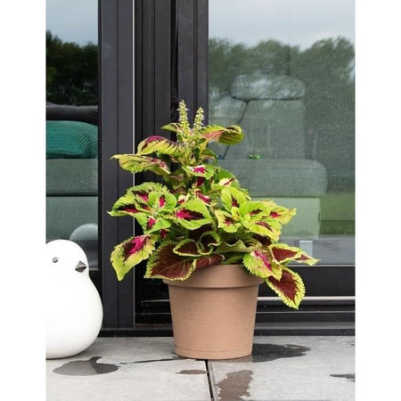 Vaso riserva acqua - GARDEN ID Glamour - Tortora 40 cm - Superficie granulosa - Interno/esterno - Design elegante - Contiene legno.