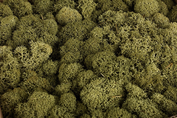 Muschio stabilizzato, Lichene atossico e Privo di Acidi