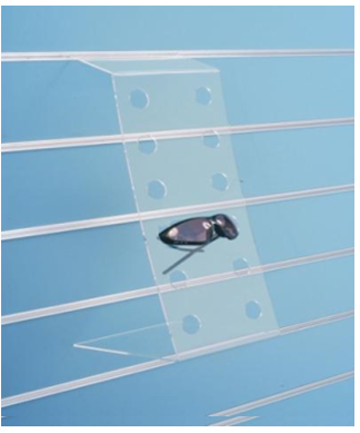 Portaocchiali in plexiglass a 6 posti cm. 50x20x20