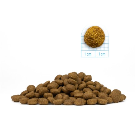 Forza 10 Active Gatto Intestinal Colon