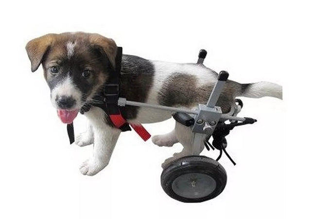 CARRELLO SEDIA A ROTELLE PER CANI DISABILI