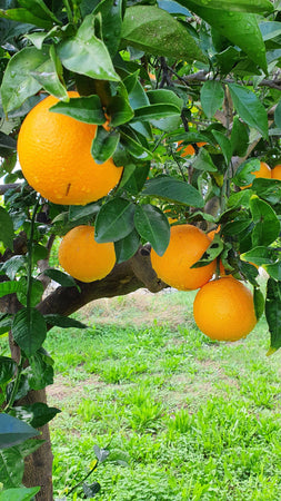 10kg o 5Kg di Arance da Tavola Certificate 100% Siciliane Cassetta Arancia Bio della Sicilia