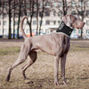 Collare antileccamento per cani Bt Neck Eco