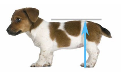 CARRELLO SEDIA A ROTELLE PER CANI DISABILI