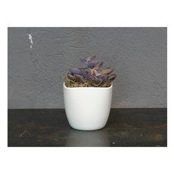Coprivaso Corino Bruna LARA 904 13Va Bianco