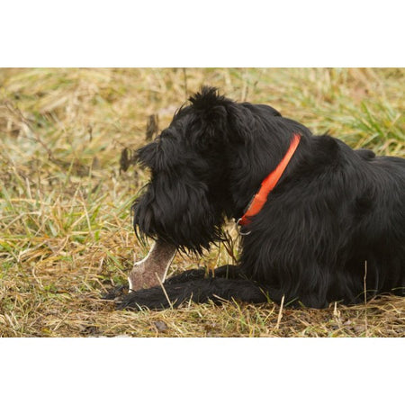 Corna di cervo a metà per cani da masticare