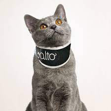 Collare Rigido ortopedico per gatto Bt Neck