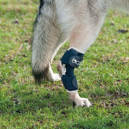 Tutore del Garretto per cani Bt Hock