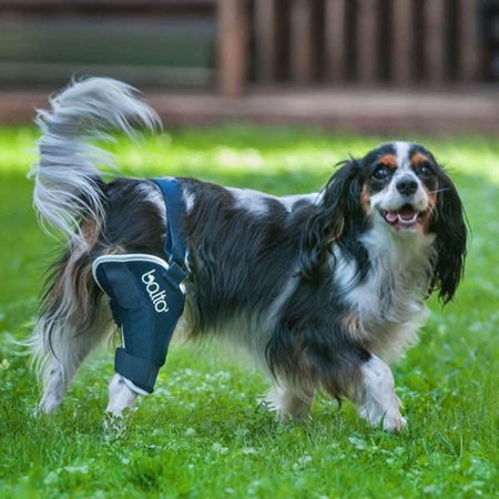 Tutore Ginocchio per cani Bt JUmp