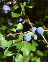 Msa prunus spinosa 50ml