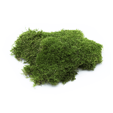 Muschio in bustine per presepe decorazione natalizia da 100 g