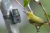 Camera Wild 1080P 12MP IP56 PIR IR 18m per Osservazione Fauna, TX-117