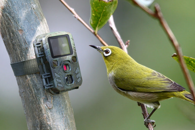 Camera Wild 1080P 12MP IP56 PIR IR 18m per Osservazione Fauna, TX-117