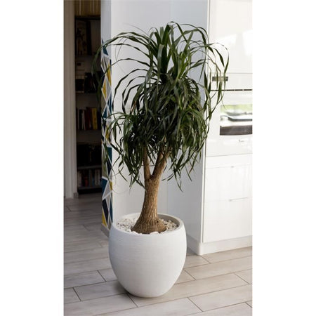 EDA Vaso di fiori Graphit 50cm