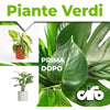 Cifo Concime liquido – Piante verdi ornamentali 1 kg