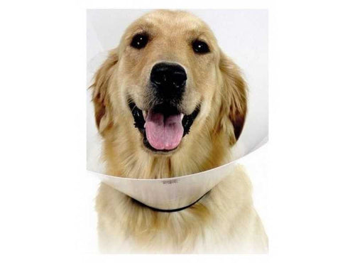 Collare elisab clas op 25 xl