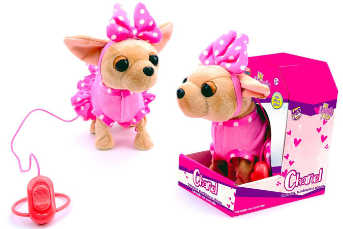 Cane Chihuahua filoguidato