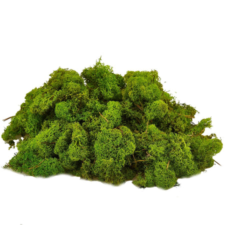 Muschio lichene tappeto naturale per presepe decorazione natalizia da 1kg