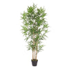 1614892426_PIANTA-BAMBU-1-scaled