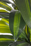 Pianta artificiale Dracaena con vaso in plastica nero, con foglie in gomma